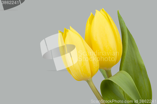 Image of spring yellow tulips