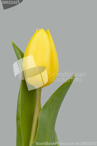 Image of spring yellow tulips