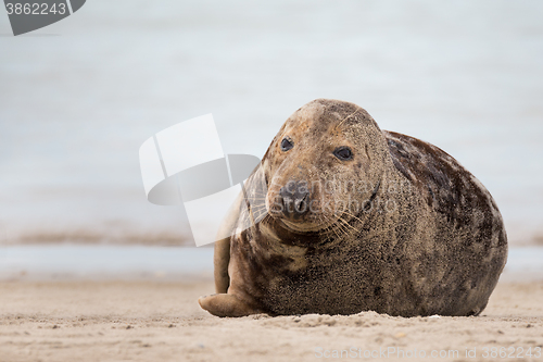 Image of atlantic Grey Seal portrait