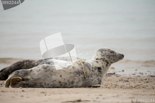 Image of Young baby atlantic Grey Seal