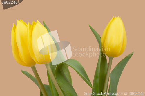 Image of spring yellow tulips