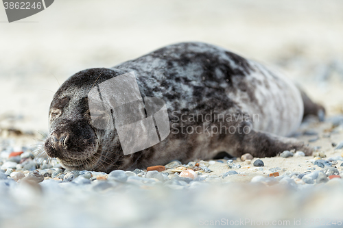 Image of Young atlantic Grey Seal portrait