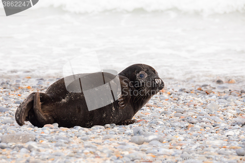 Image of Young baby atlantic Grey Seal
