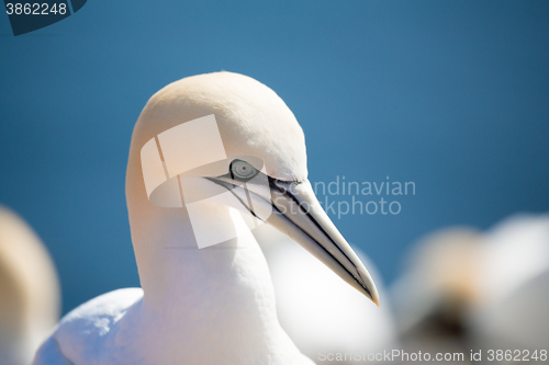 Image of northern gannet sitting on the nest