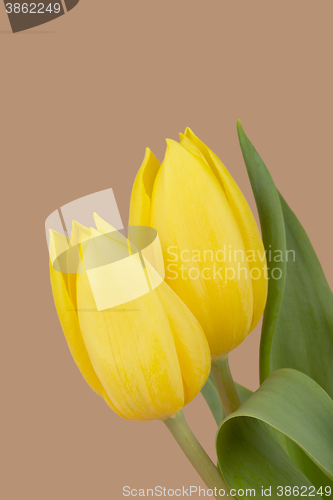 Image of spring yellow tulips