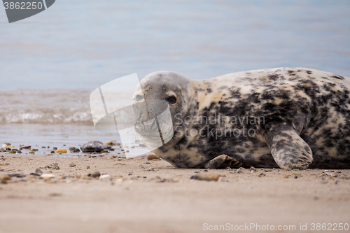 Image of Young baby atlantic Grey Seal