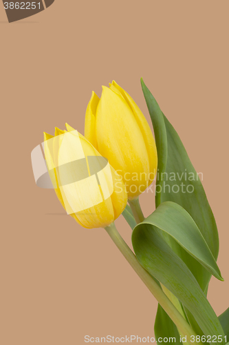 Image of spring yellow tulips