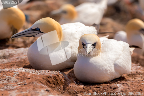 Image of northern gannet sitting on the nest