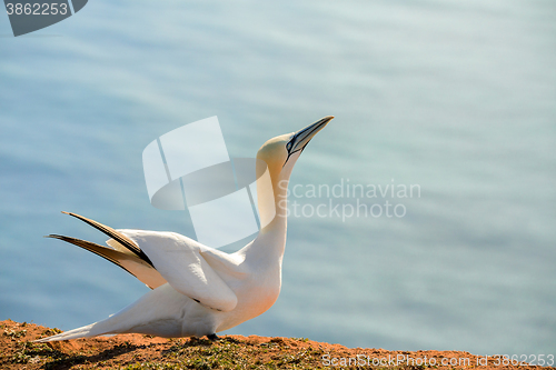 Image of northern gannet sitting on the nest