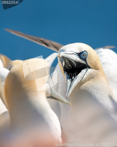 Image of northern gannet sitting on the nest