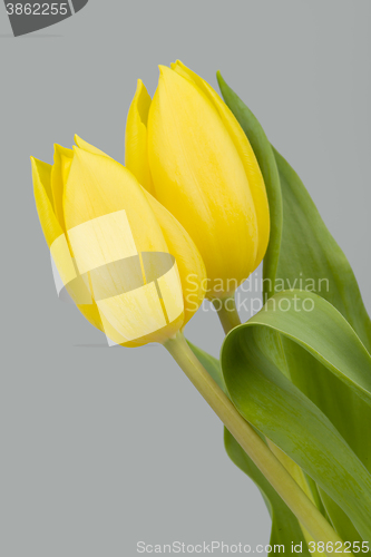 Image of spring yellow tulips