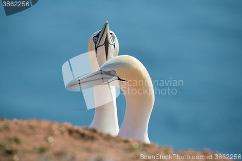 Image of northern gannet, birds in love