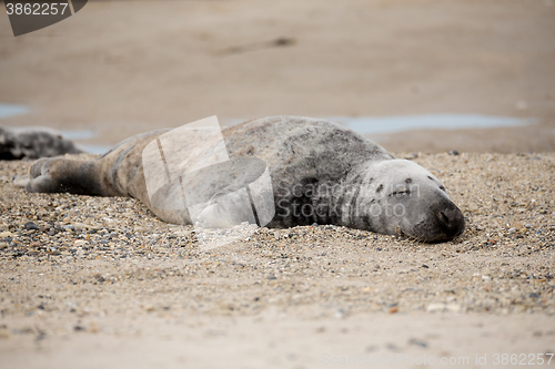 Image of atlantic Grey Seal portrait