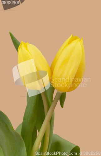 Image of spring yellow tulips
