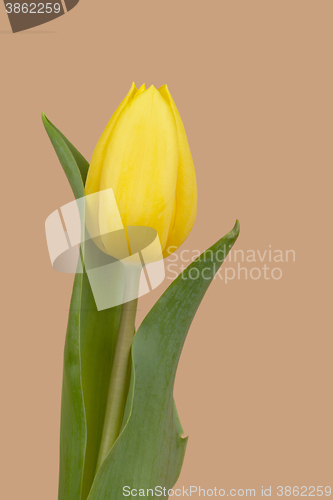 Image of spring yellow tulips