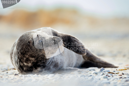 Image of Young atlantic Grey Seal portrait
