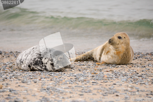 Image of Young baby atlantic Grey Seal