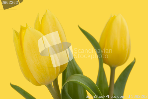 Image of spring yellow tulips