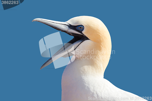 Image of northern gannet sitting on the nest