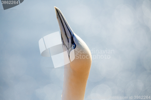 Image of northern gannet sitting on the nest