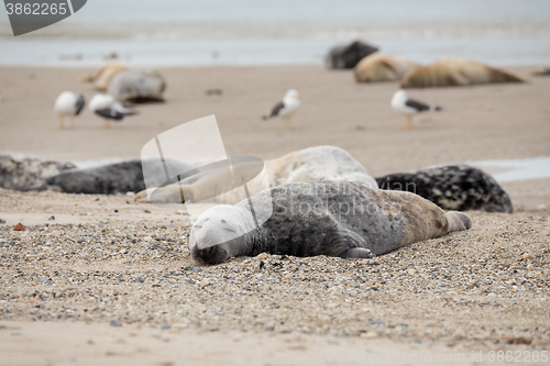 Image of atlantic Grey Seal portrait