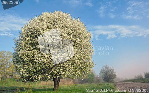 Image of One blooming tree 