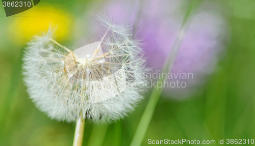 Image of Dandelion close up isolated 