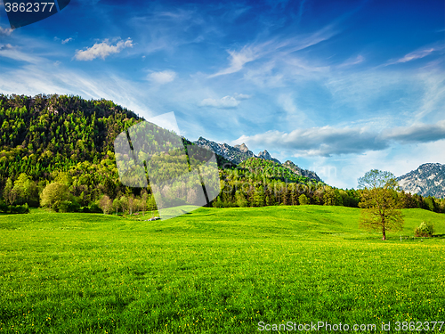 Image of Alpine meadow in Bavaria,  Germany