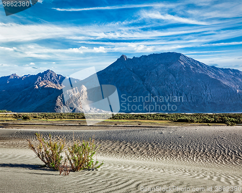 Image of Sand dunes in Nubra valley, Ladakh