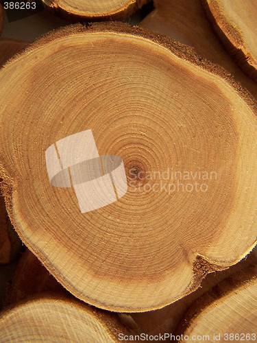 Image of Annual circles of juniper wood