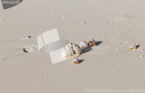 Image of crabs hatching from shells on beach sand