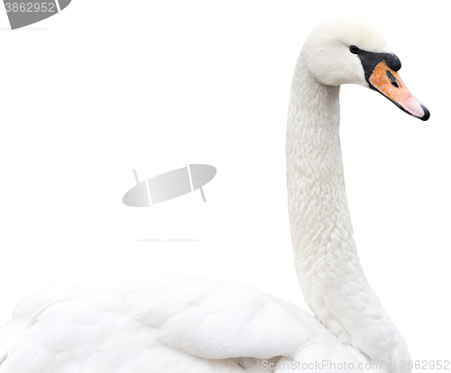 Image of swan on white