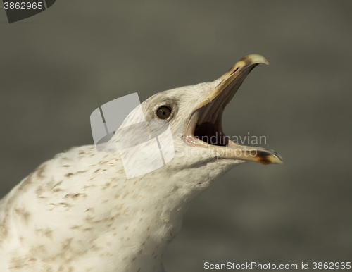 Image of Herring gull