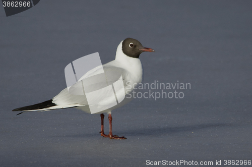 Image of Black-headed Gul