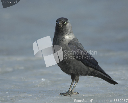 Image of Jackdaw on the ice