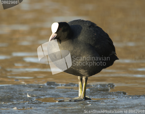 Image of Common Coot on the ice