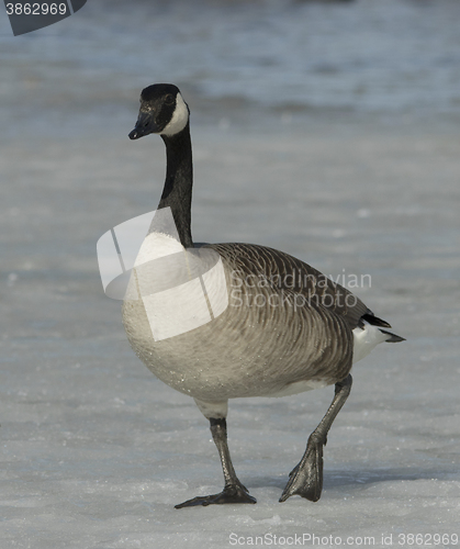 Image of Canadian Goose on the ice