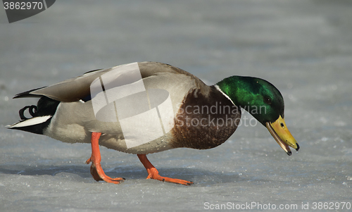 Image of Mallard on the ice