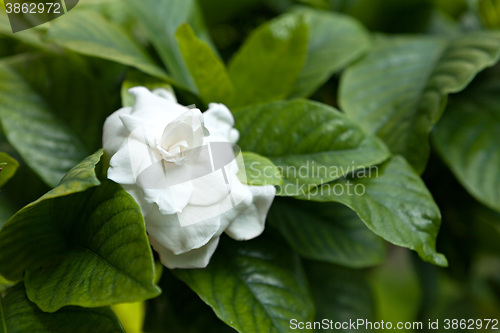 Image of White Flower Green Leaves