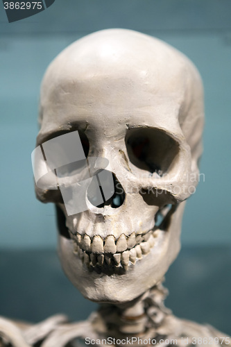 Image of Scary Skeleton Skull