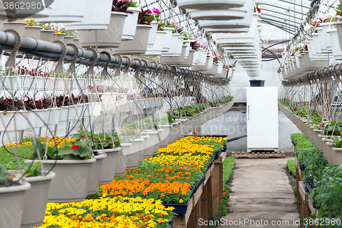 Image of Greenhouse Nursery Flowers