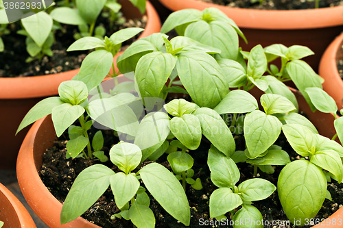 Image of Potted Basil Plants