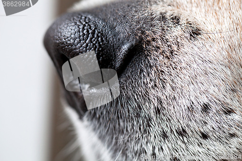 Image of Beagle Dog Nose Macro