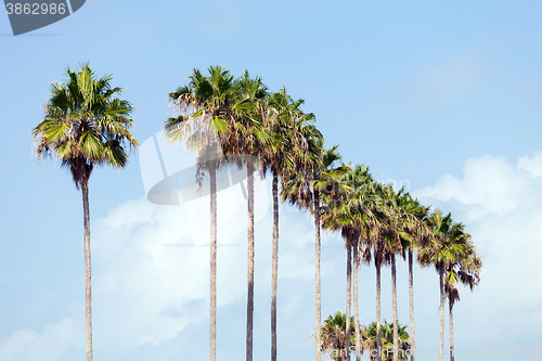 Image of Palm Trees in a Row