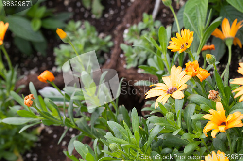 Image of Fresh Orange Flowers