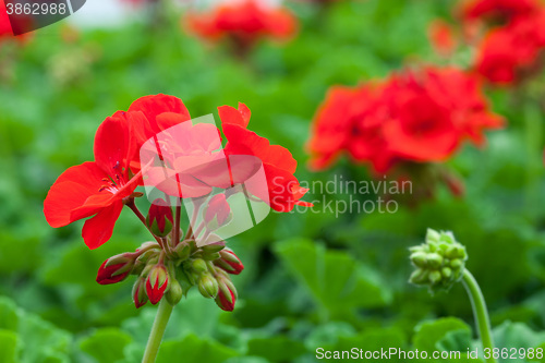 Image of Red Flowers Macro