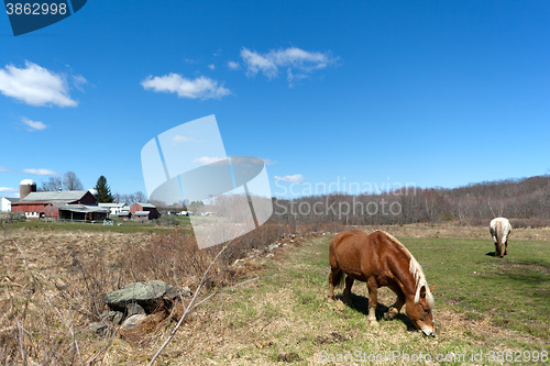 Image of Horses Grazing in the Pasture