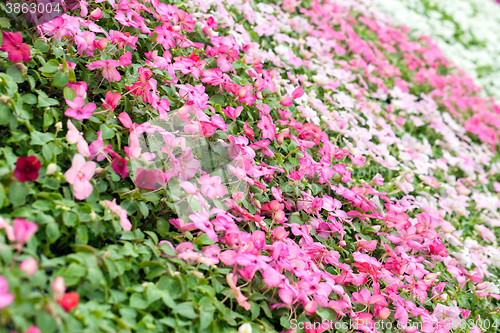 Image of Assorted Pink Flowers 