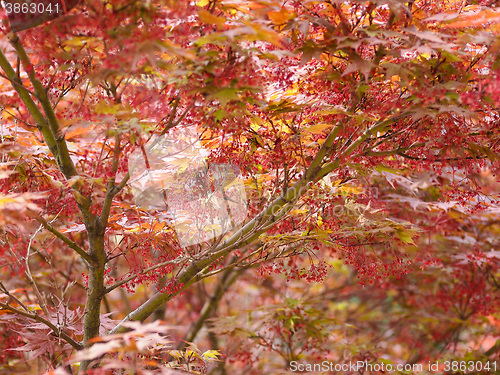 Image of Red maple acer tree