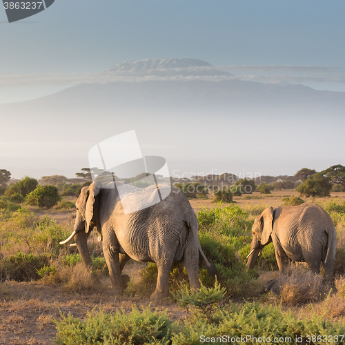 Image of Elephants in front of Kilimanjaro, Amboseli, Kenya